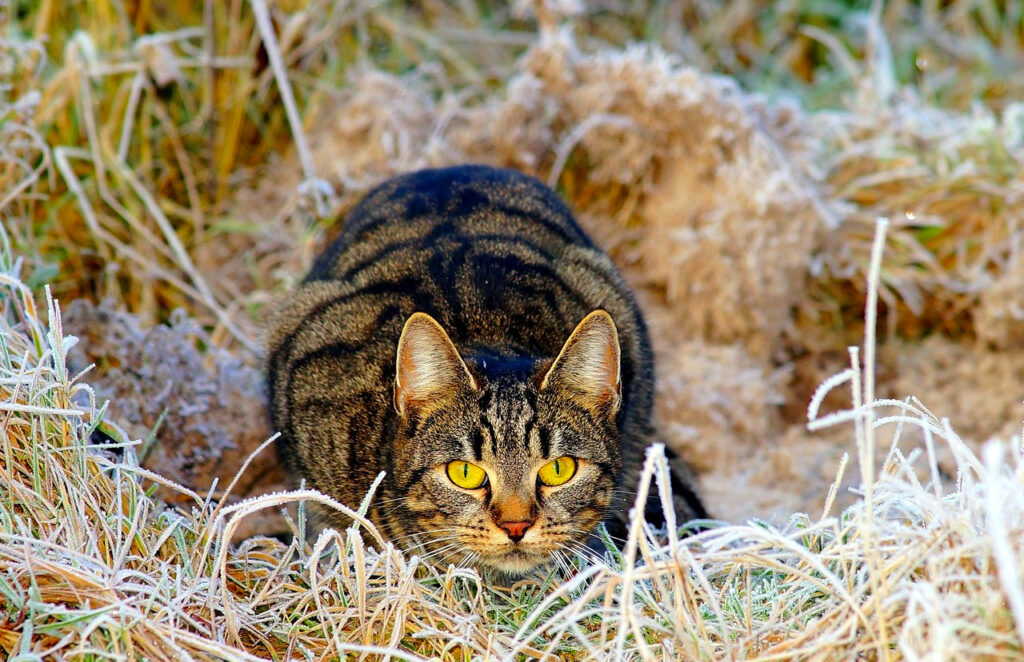 Hunting tabby cat