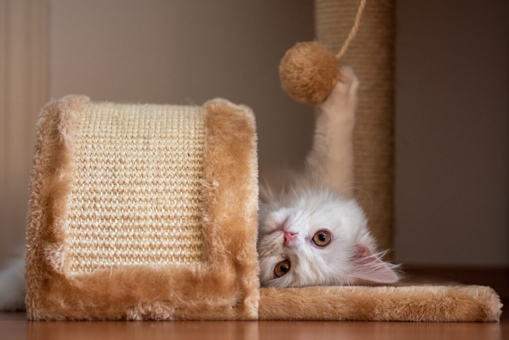 Turkish Angora cat playing