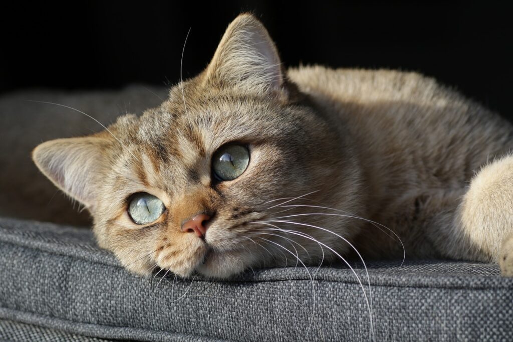 exotic shorthair