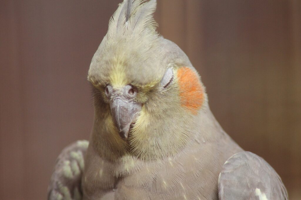 cockatiel with eyes closed