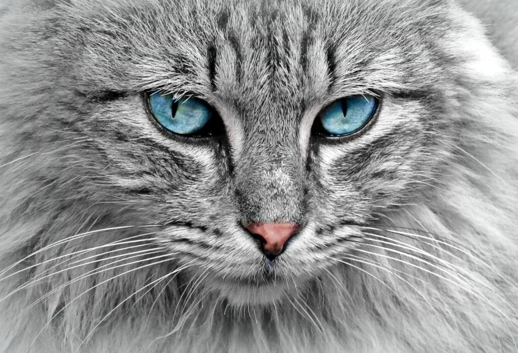 Cat with blue eyes