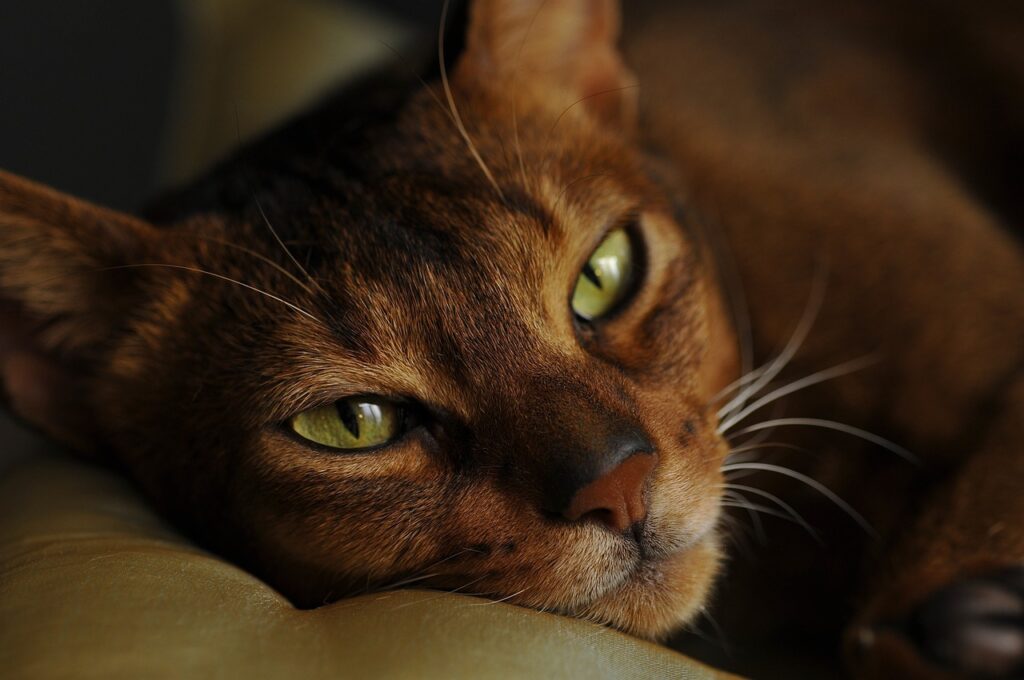 Abyssinian Cat resting