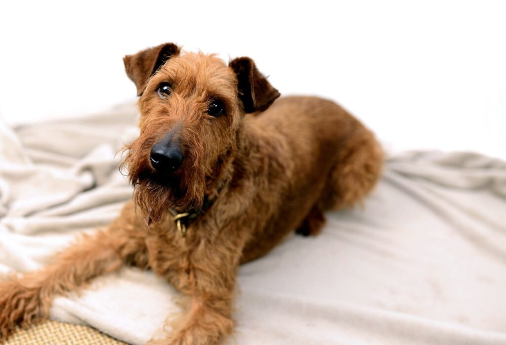 Irish Terrier indoors