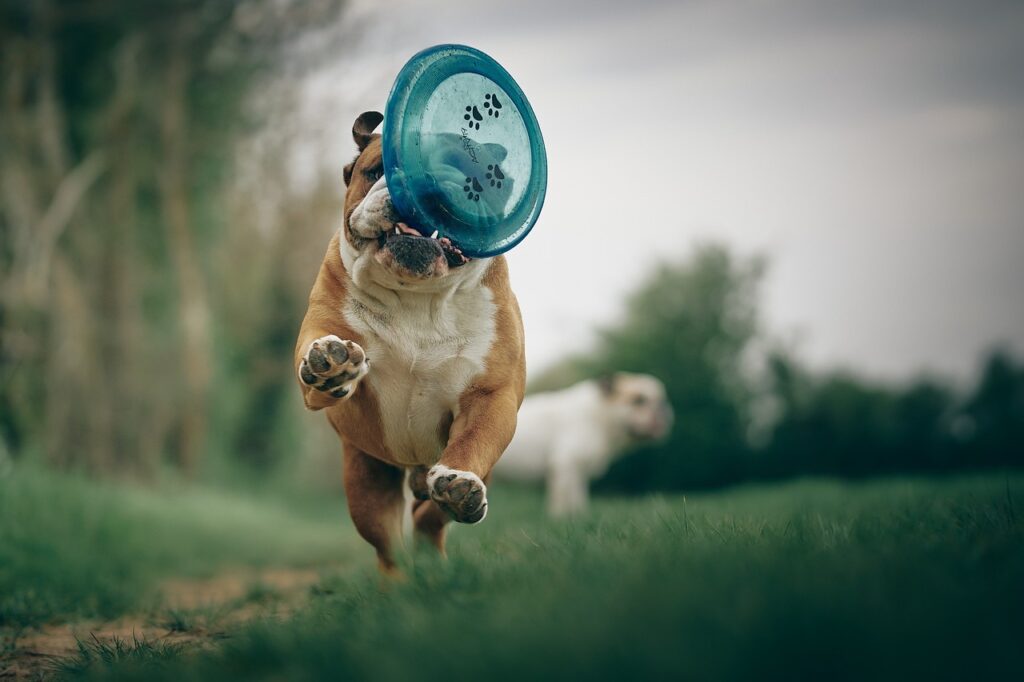 Bulldog playing fetch