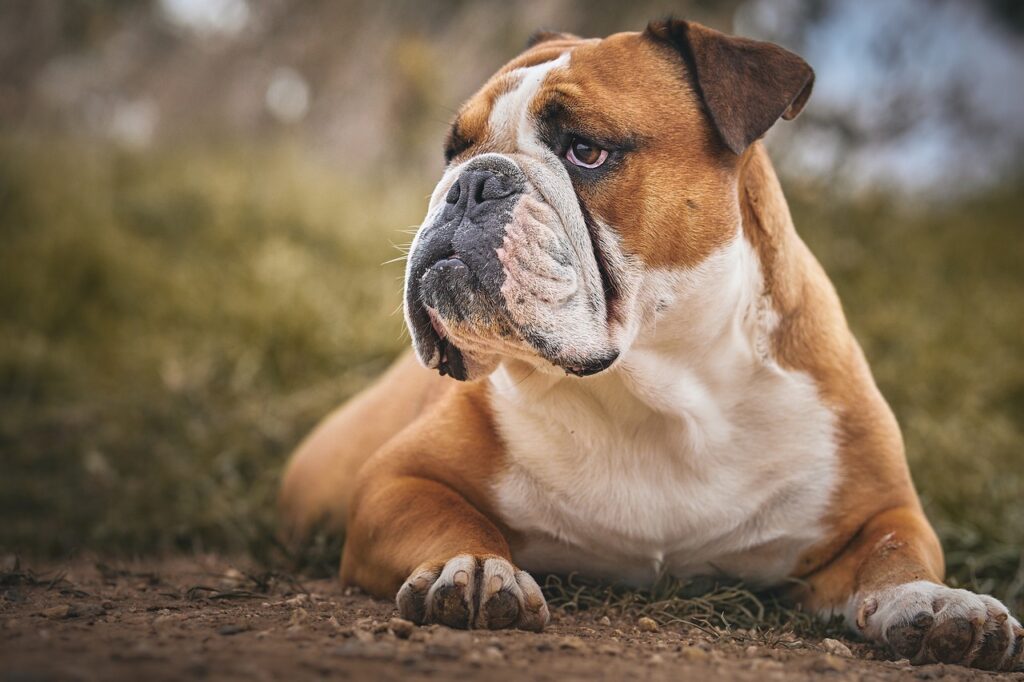 Bulldog resting