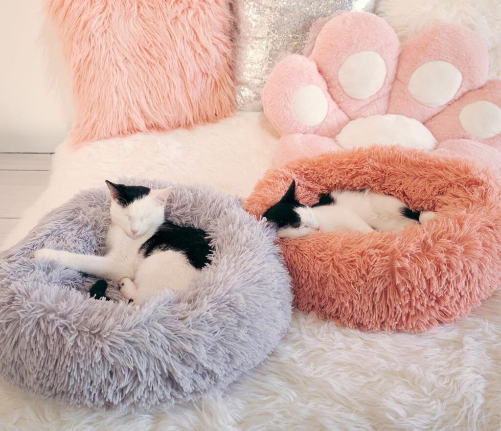 Setting at Crumbs and Whiskers