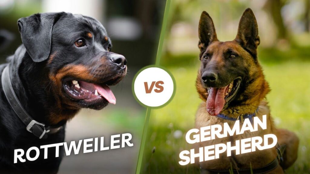 Rottweiler vs. German Shepherd
