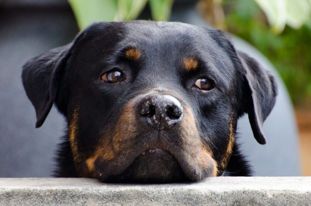 Sad Rottweiler