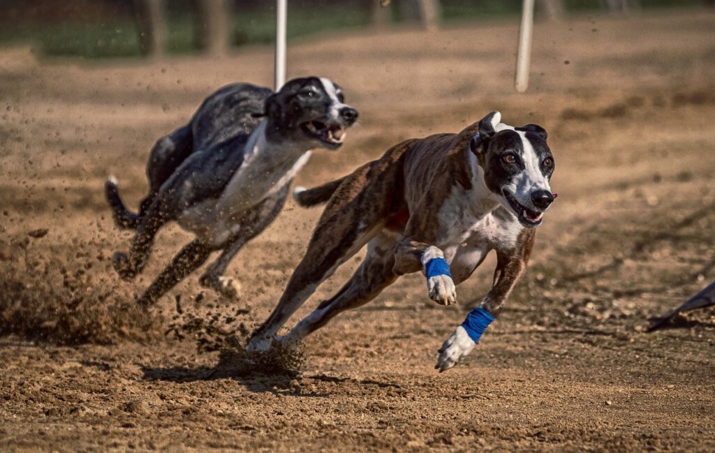 Two dogs running