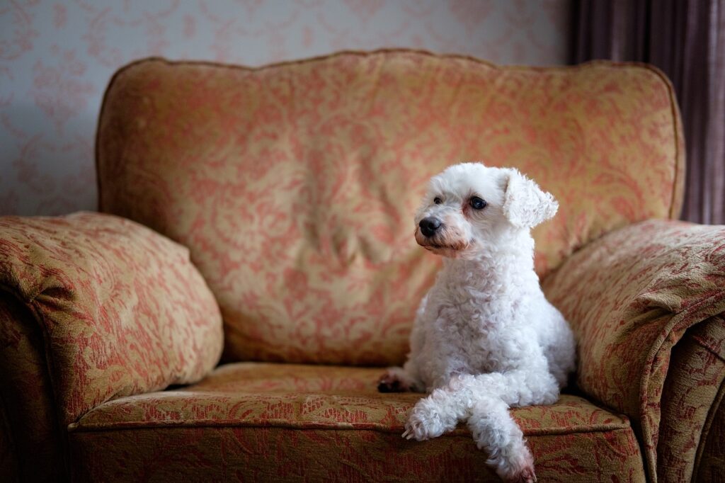Poodle on a couch