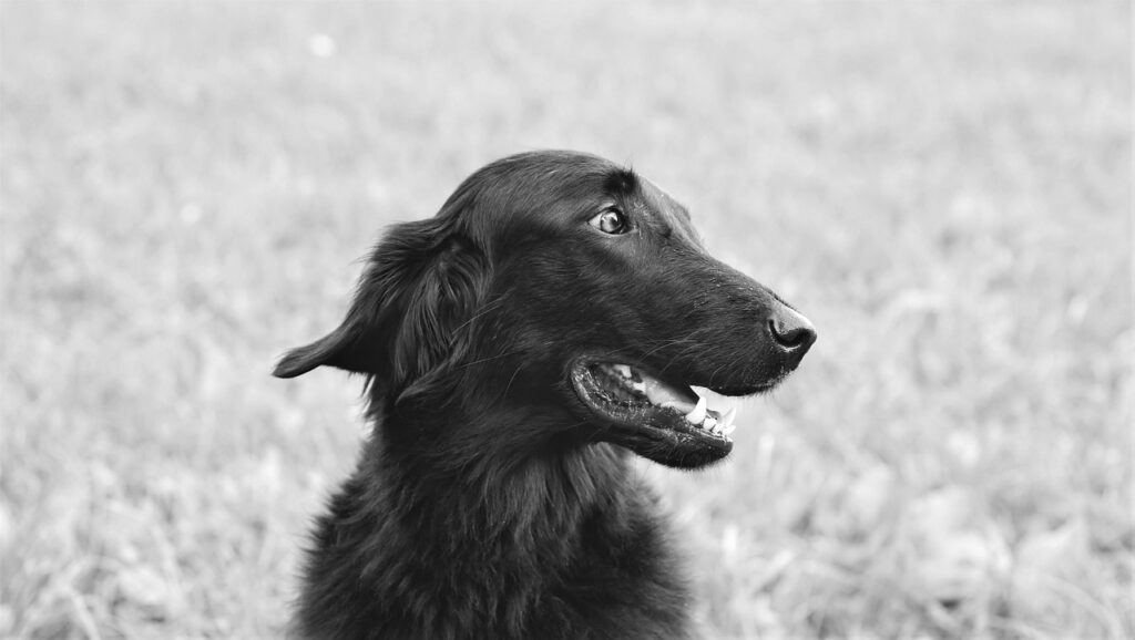 Flat-Coated Retriever