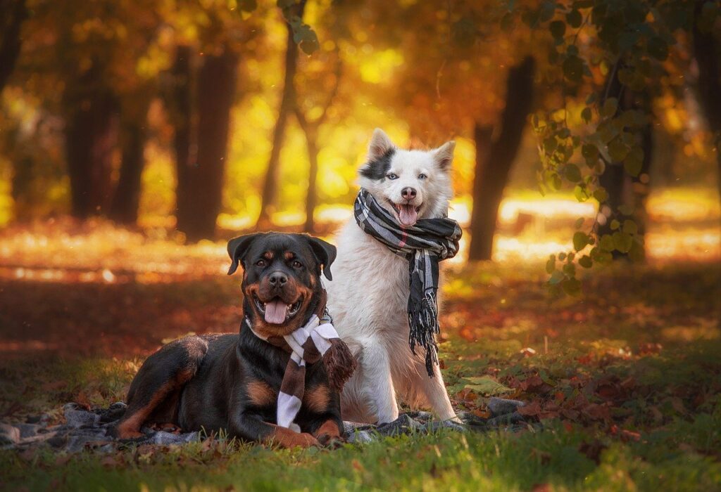 Rottweiler with other dog