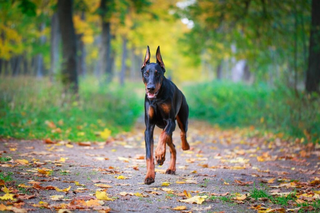 Doberman on a slight run