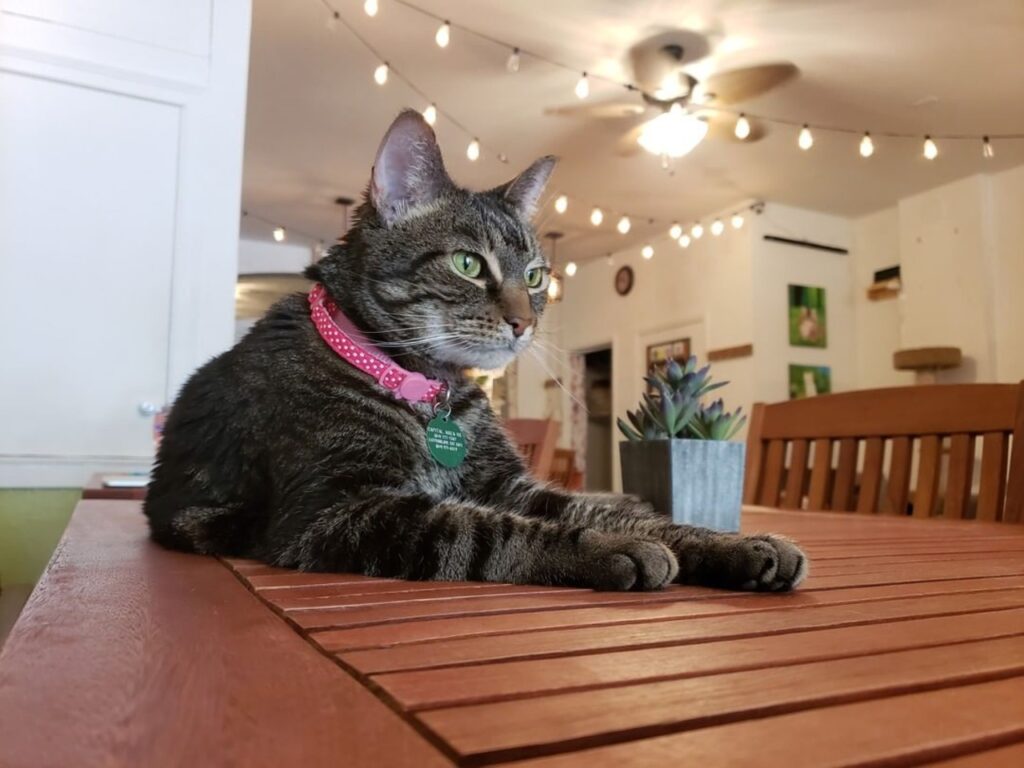 Cat at Eat Purr Love