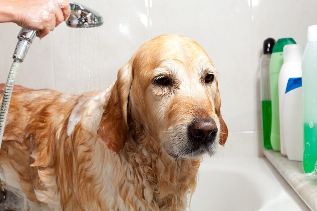 Golden retriever bathing