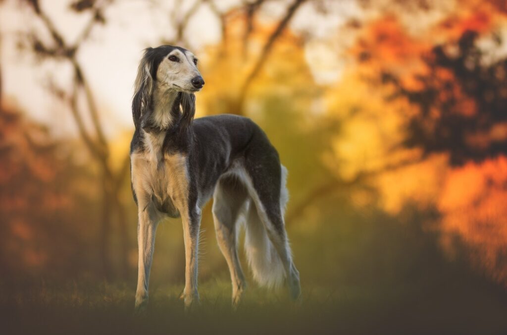 Greyhound in the evening