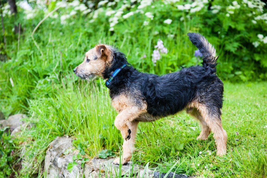 Lakeland Terrier in potrait
