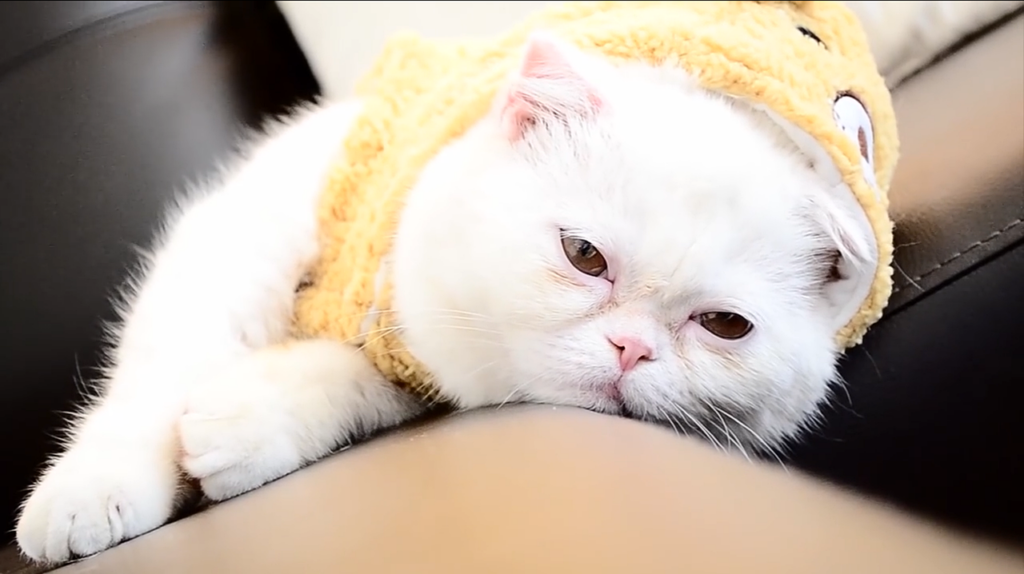 exotic shorthair