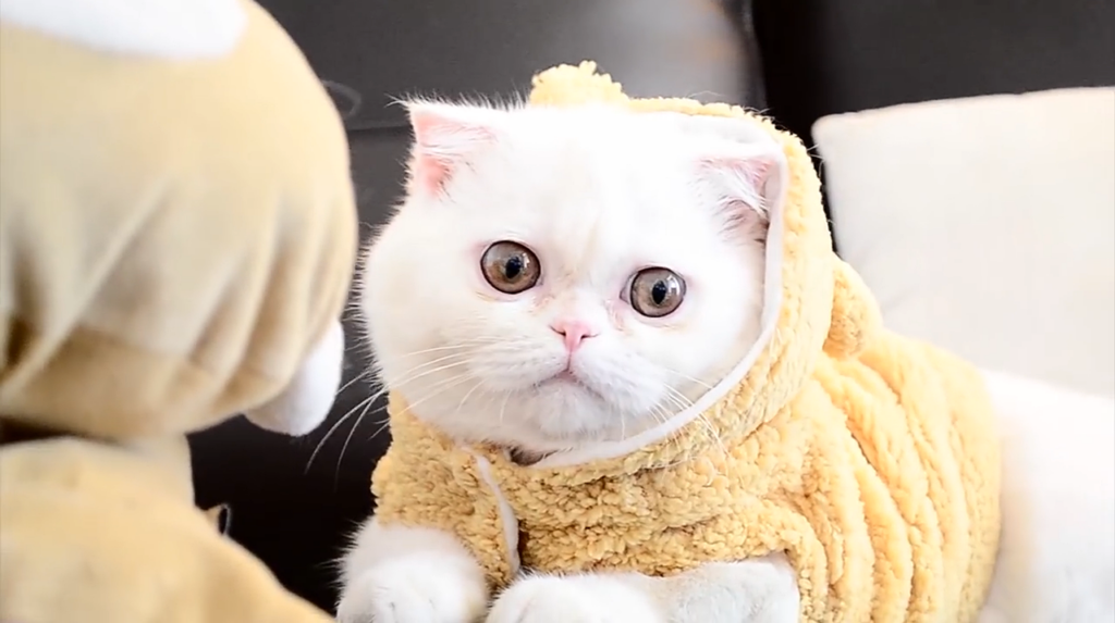 exotic shorthair