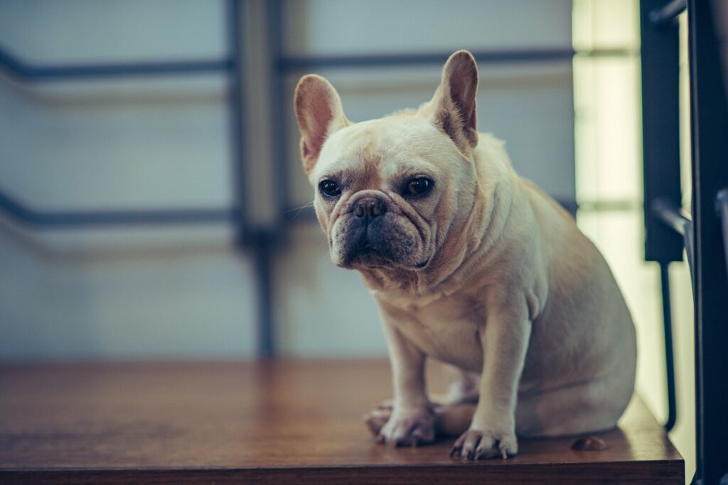 Bulldog atop a table