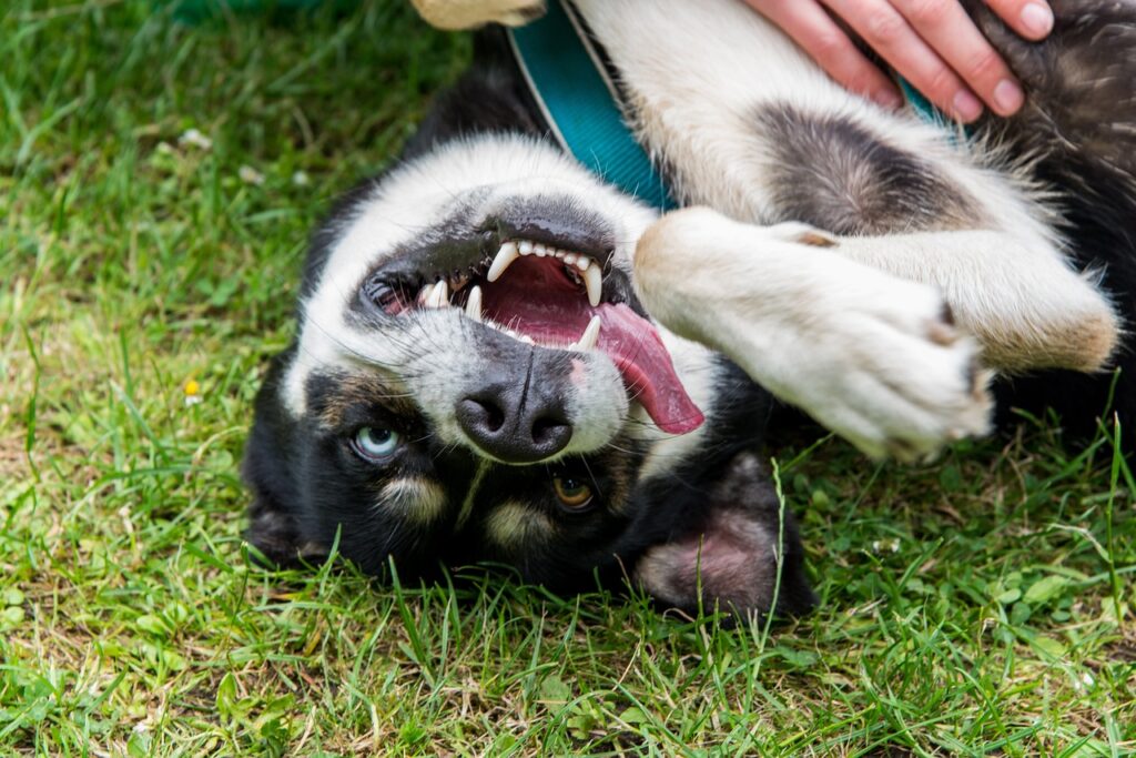 A playful Huskey Dog