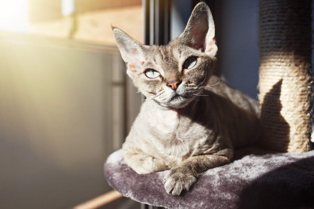 Devon Rex