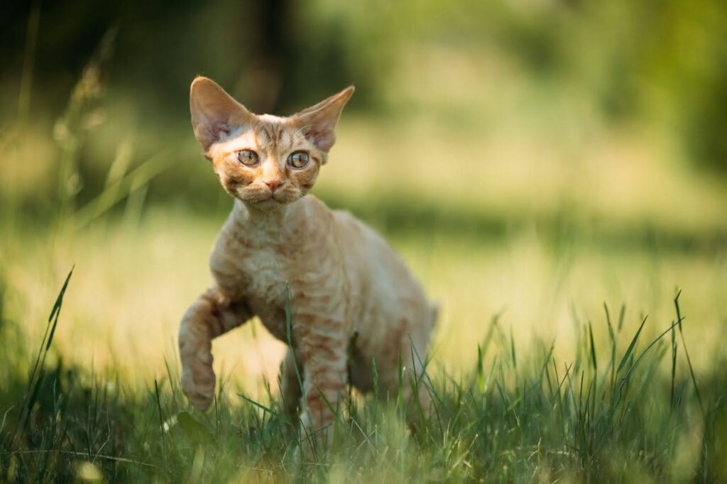 Devon Rex