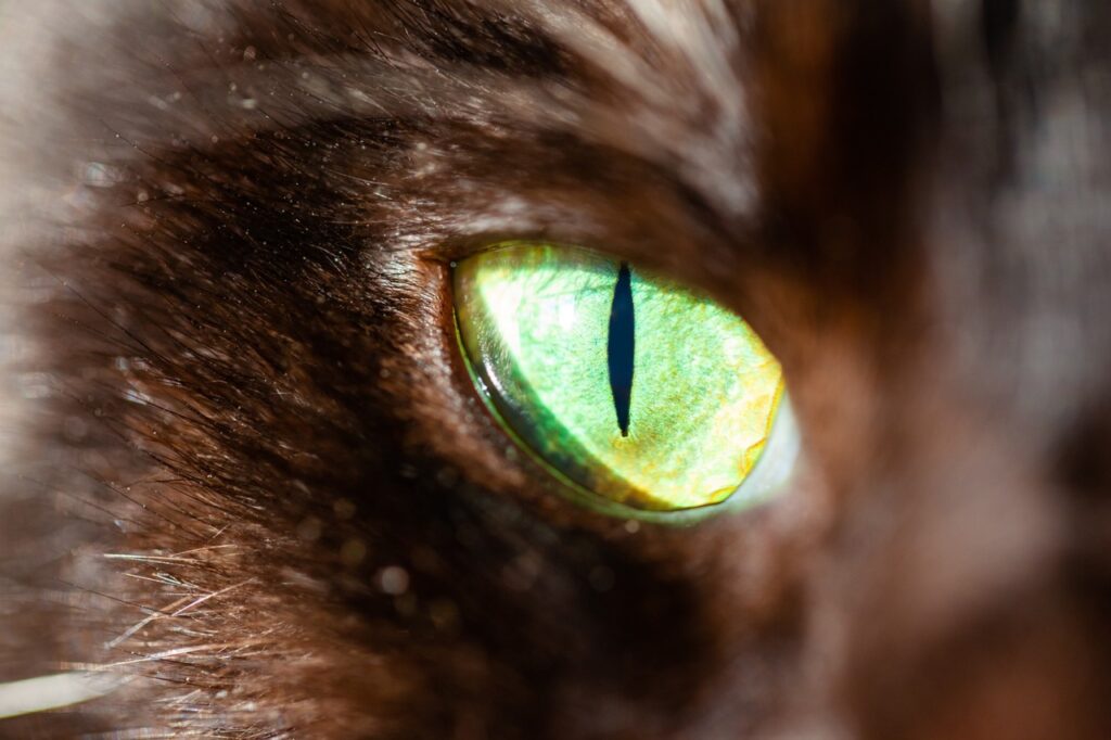 Macro shot of Cat with Dichoric eyes