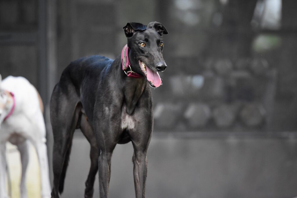 polish greyhound