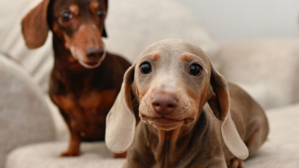 harlowandsage_Instagram