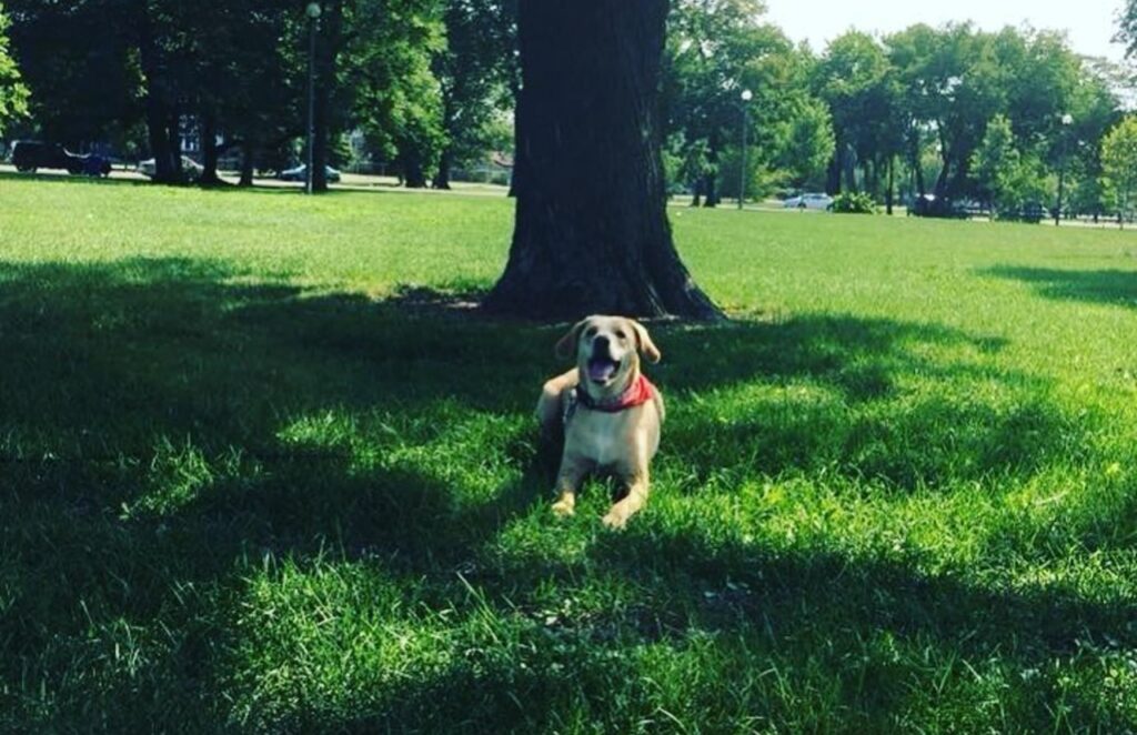 Dog resting under a tree at Humboldt Park
