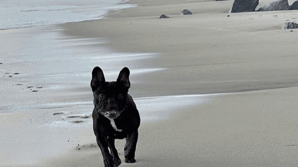 Dog at Huntington Dog Beach