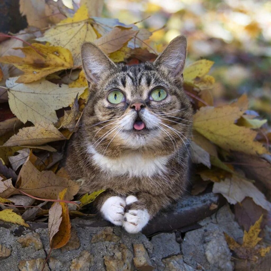 Lil Bub outdoor