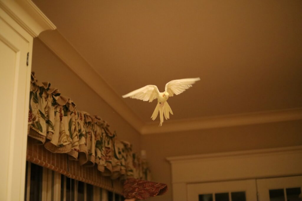 Flying Cockatiel indoors