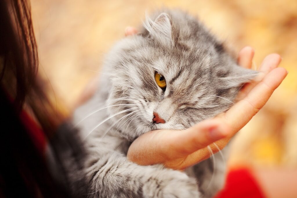Cat rubbing against the hand