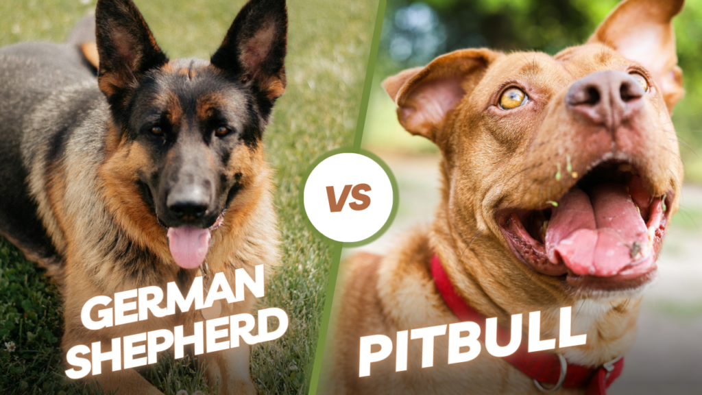 pitbull vs german shepherd