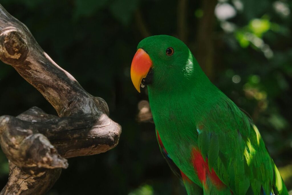 Eclectus Parrot
