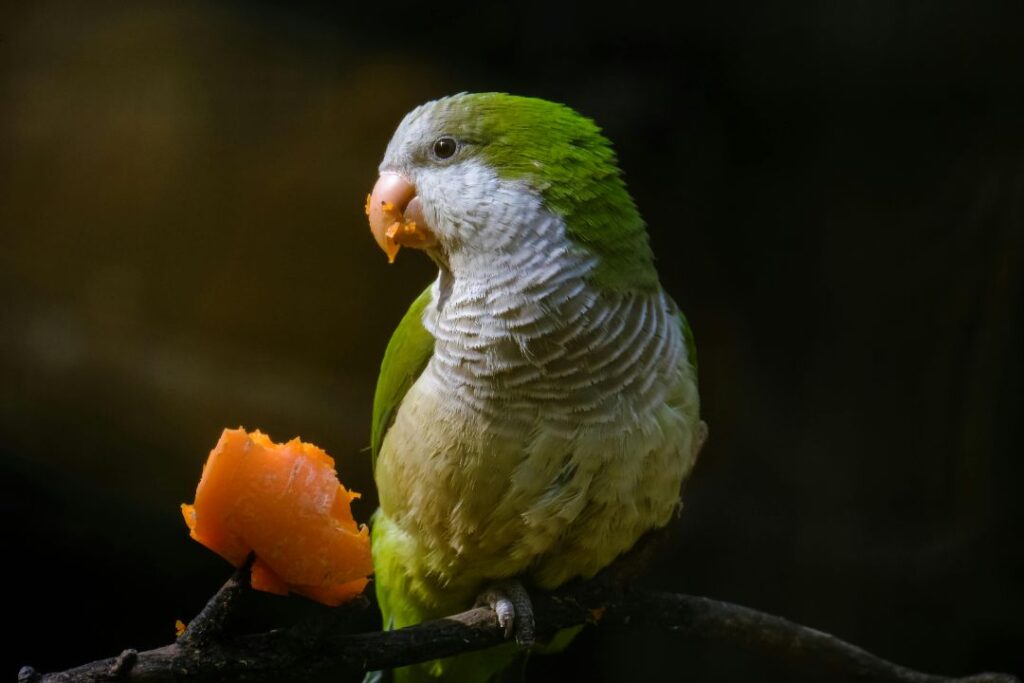 Quaker Parrot