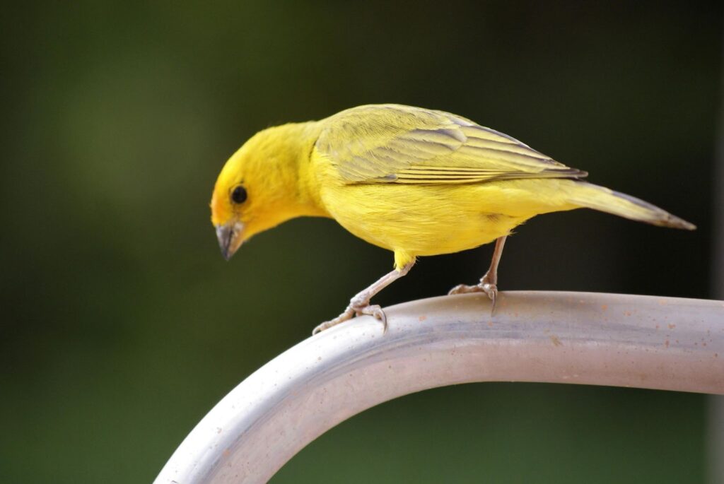 Canary