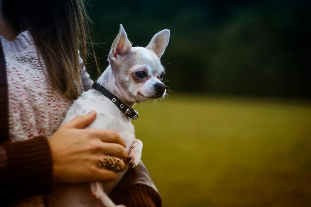 Chihuahua in the arms of a girl
