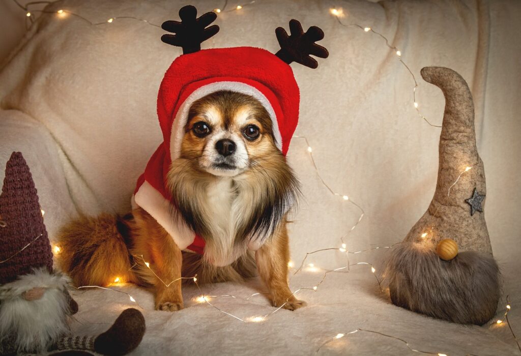 Chihuahua with Christmas decor
