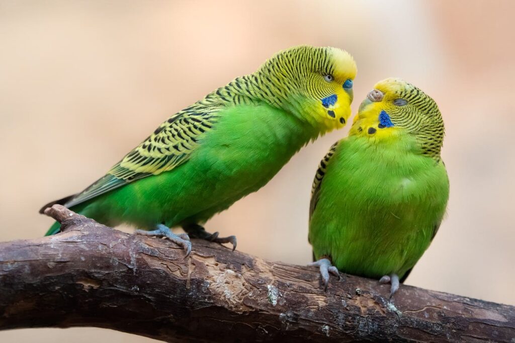 Budgerigar (Parakeet)