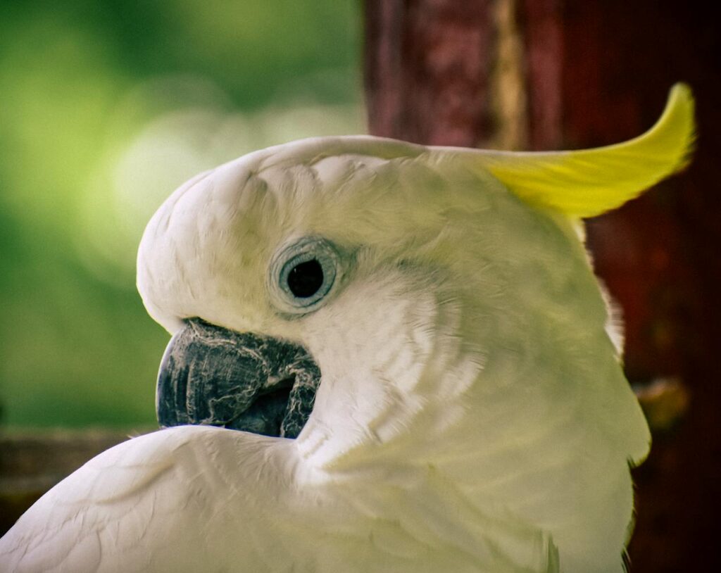 Cockatoo