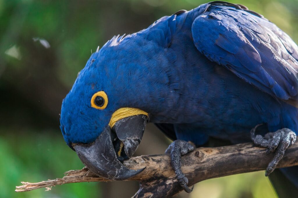 Hyacinth Macaw