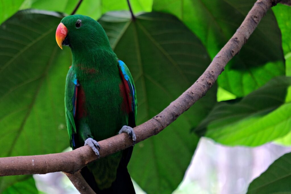 Eclectus Parrot