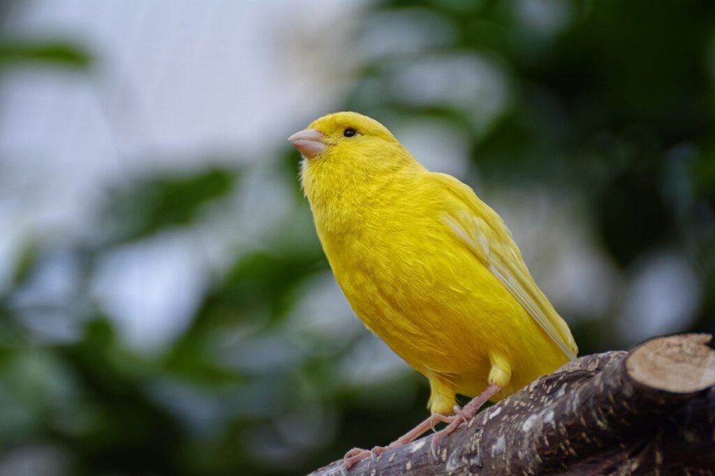 Canary