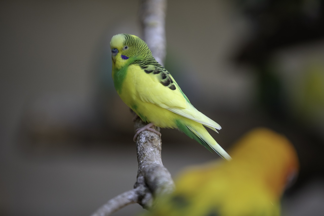 Lovebird