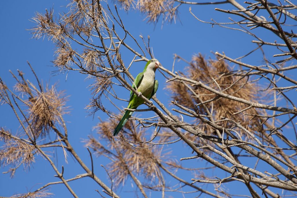 Quaker Parrot (Monk Parakeet)
