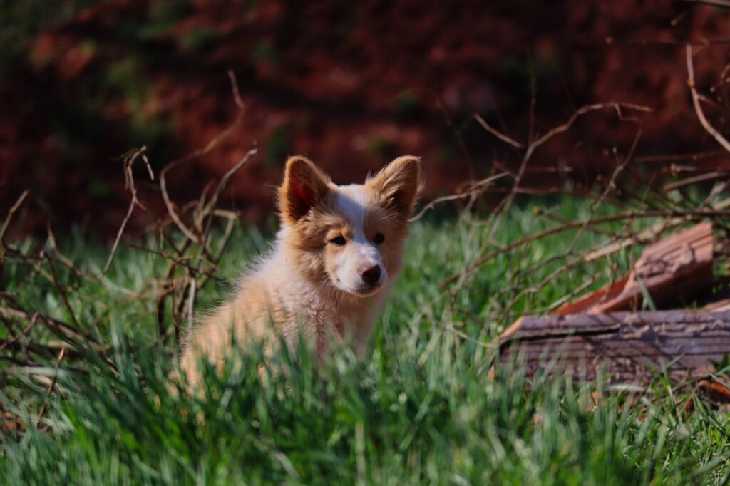 Icelandic Sheepdog