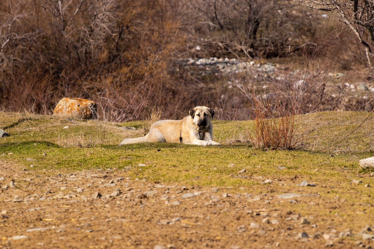 Anatolian Shepherd